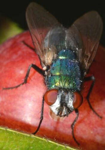 Lucilia sericata